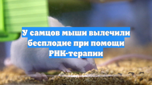 У самцов мыши вылечили бесплодие при помощи РНК-терапии