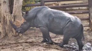 ☀️ Так любимец публики Теркель наслаждался последним осенним теплом.