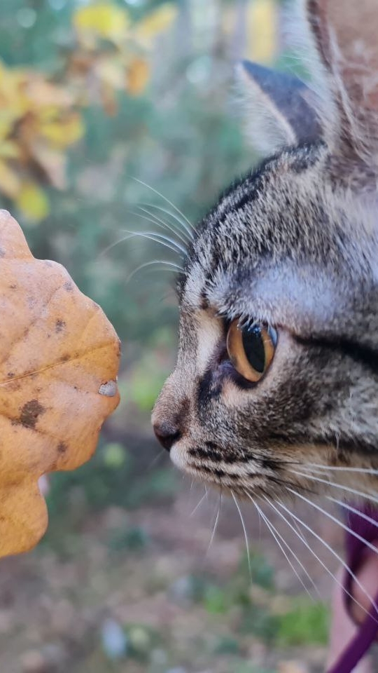 Осенний лес