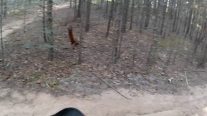 прогулка по лесу на питбайке,мопеде ,квадрике от первого лица до реки Волги