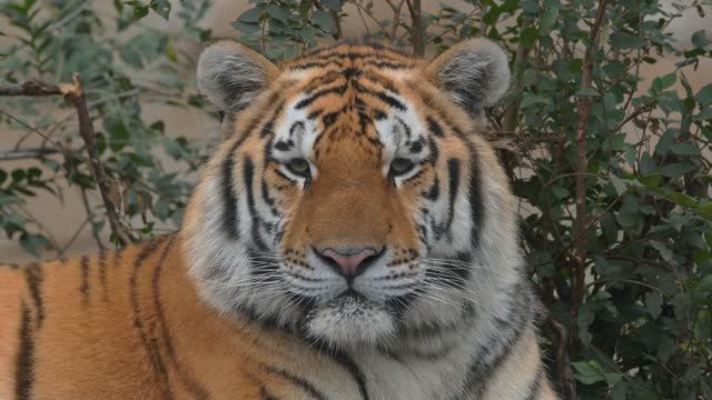 Дикие животные и природа в 4К 8К Full HD смотреть онлайн