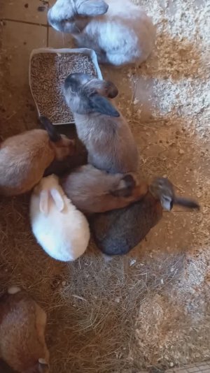 Маленькие пушистые кролики на страусиной ферме.