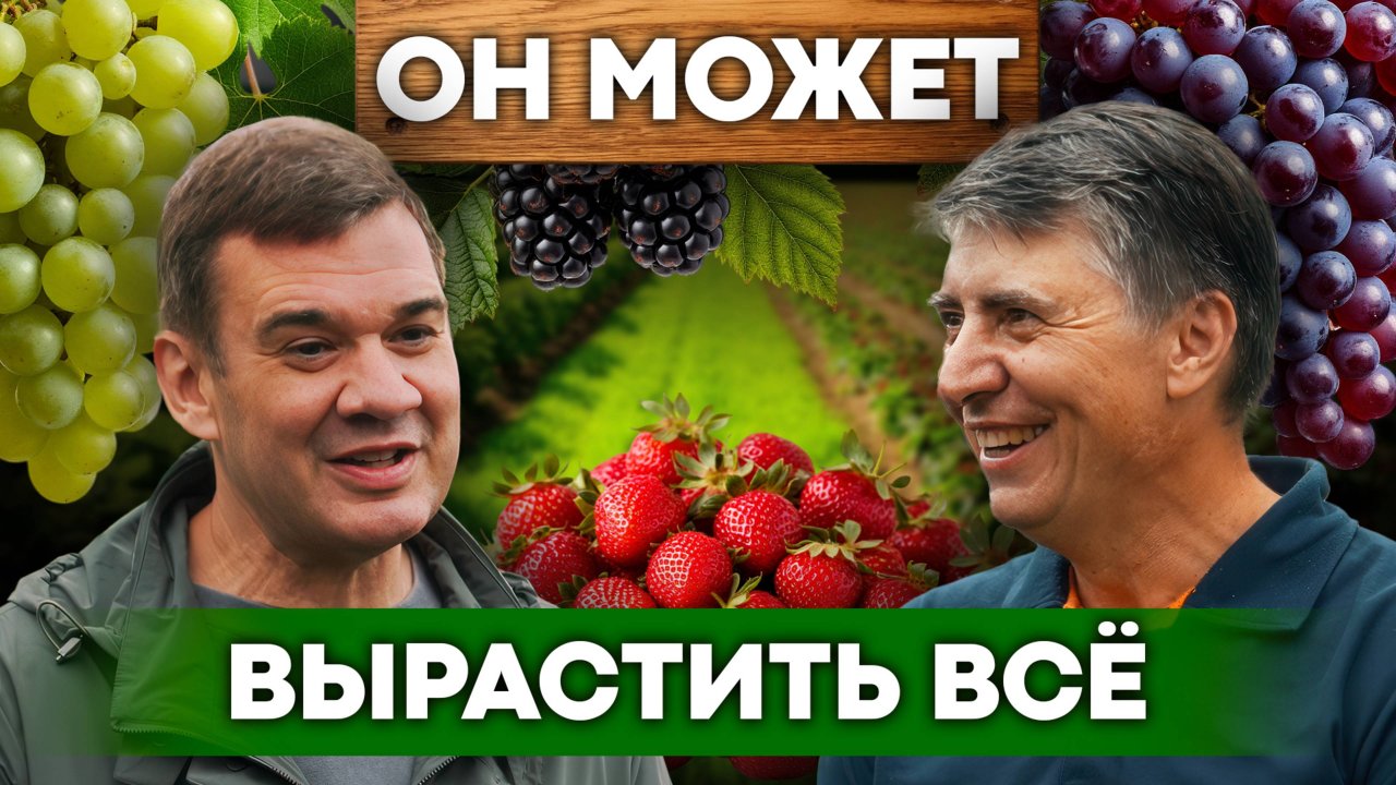Доход на ягодах: советы агронома. Как вырастить клубнику на продажу и виноград на вино | Своя еда