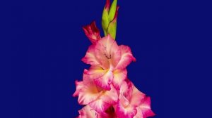 Время распускания розовых гладиолусов (3)