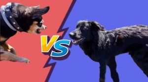 История одной неудачной прогулки или Той против надоедливой собаки