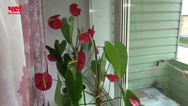 поздравление Платовой с 90-летием