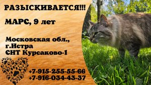 Пропал кот! МАРС. 9 лет. Московская обл, г. Истра