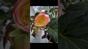 Бегония🌷 Мармората в октябре 2025🌷