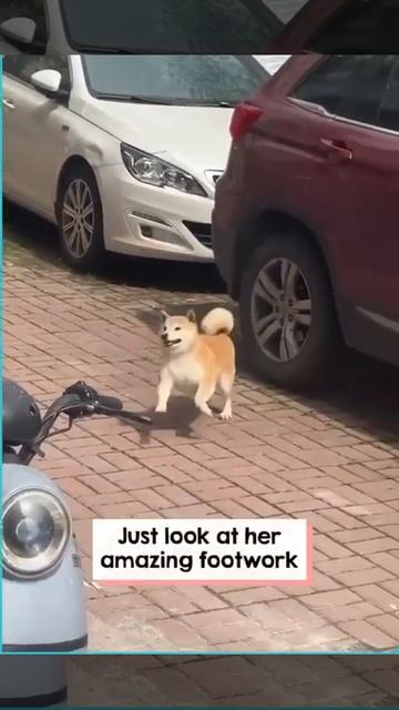 the dog is very happy with the owner smiles and dances HappyDog DogLovers PetJoy DogDancing