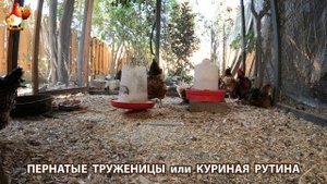 Куриная рутина – что делают куры на выгуле 😂 эпизод (24)