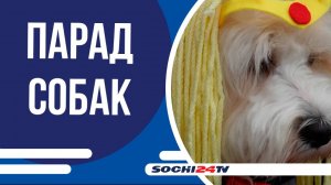 В Сочи прошел Городской фестиваль «Море лап»