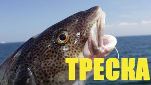 Тресковые истории: от поклевки до улова