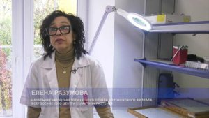В Воронеже обнаружен очаг опасного сорняка, борщевика