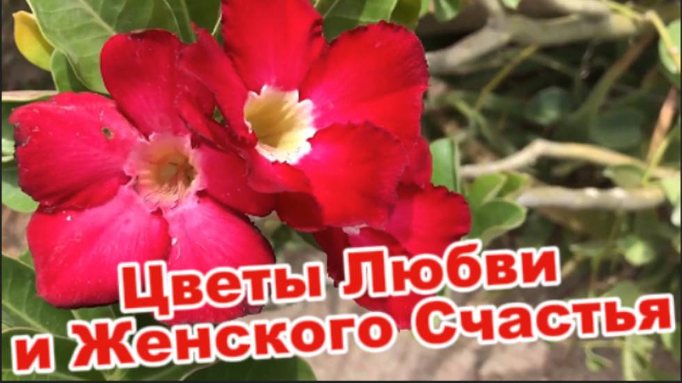 Цветы Любви и Женского Счастья!