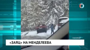 «Заяц» на Менделеева