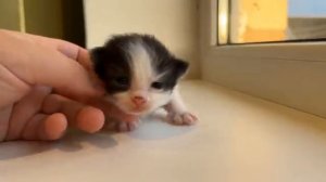 Котята открыли глазки,  мы выбрали имена