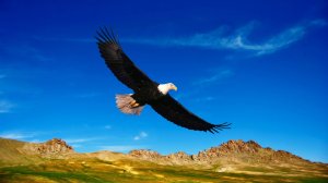 Где же твои крылья