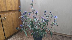 Посадка и агротехника КАРИОПТЕРИСА. Добавьте синевы в свой осенний южный сад 11.10.25 г. Пятигорск.