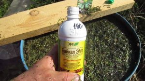 КАК ДЕЛАТЬ АЗОТНУЮ ПОДКОРМКУ ДЛЯ ОГУРЦОВ ЛЕТОМ