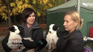 В поисках нового дома