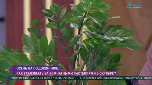 Уход за комнатными растениями осенью