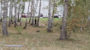 Челябинск в сентябре. Теплая погода. #осень