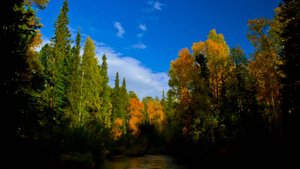 АХ, РОССИЯ. Стихи. Л. Лабинцева, музыка, аранж. В. Мутовин, вокал. Л. Великанова, звук. А. Макалиш,