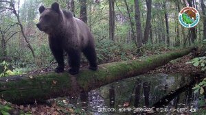21.09.2025.Медведь.Заповедник Большая Кокшага.Животное прислушивается к посторонним звукам и уходит