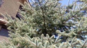 Создаю образы елей в природном стиле.