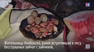 Ночная фотоохота и гостинцы жителям леса