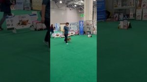 Моно шелти ранга КЧК судья Сенашенко Е-05.10.2025 часть2.СУКИ