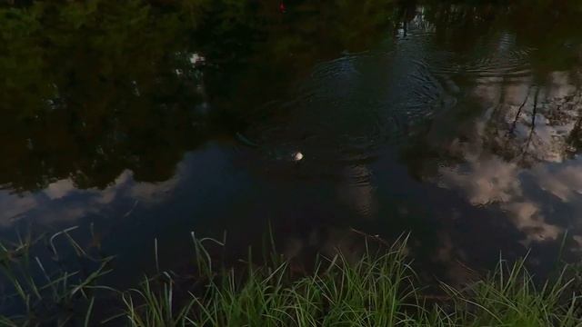 За краснопёркой с поплавочной удочкой смотреть онлайн