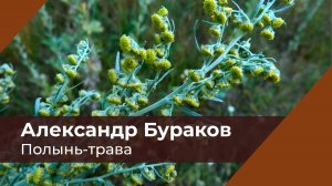 Полынь-трава