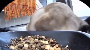 🐱 Найден самый заботливый 🐱🐈🐱🌞
