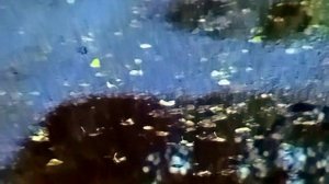 1987 год. Тюменская область. Октябрь в лесу