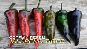 Острый перец JALAPENO TIGER. Обзор сортов ПЕРЦА!