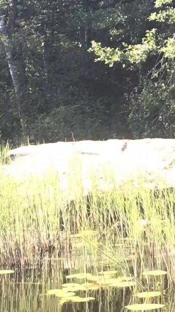 Ленобласть. Хвойное. 06.07.2024. Река Вуокса. Птенчики чайки сменили пух на оперение, как у взрослых