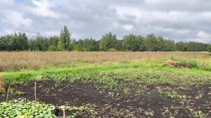 Выбираю арбуз