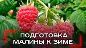 Ошибка дачников: почему подготовка малины к зиме осенью — ловушка для неосведомленных садоводов