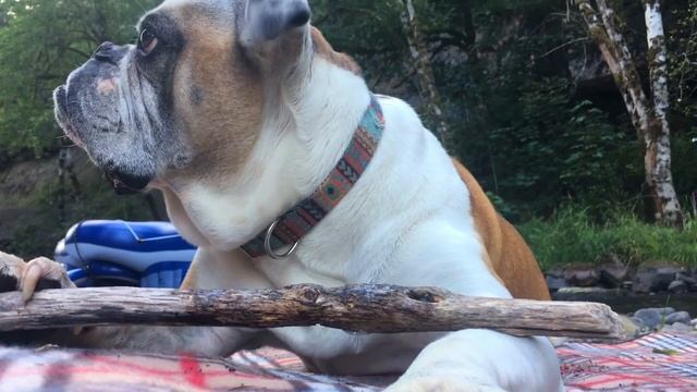 Собака смотреть онлайн