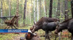 В лесу Братского района на видео попало семейство лосей