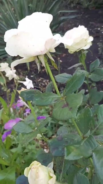 ДНР. Харцызск. 14.10.2025. Цветы у дома. Розы