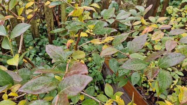 Путешествие по скучному голубичному саду. смотреть онлайн