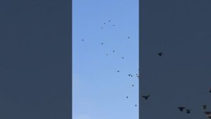 14 10 2025 Голуби Полёт.