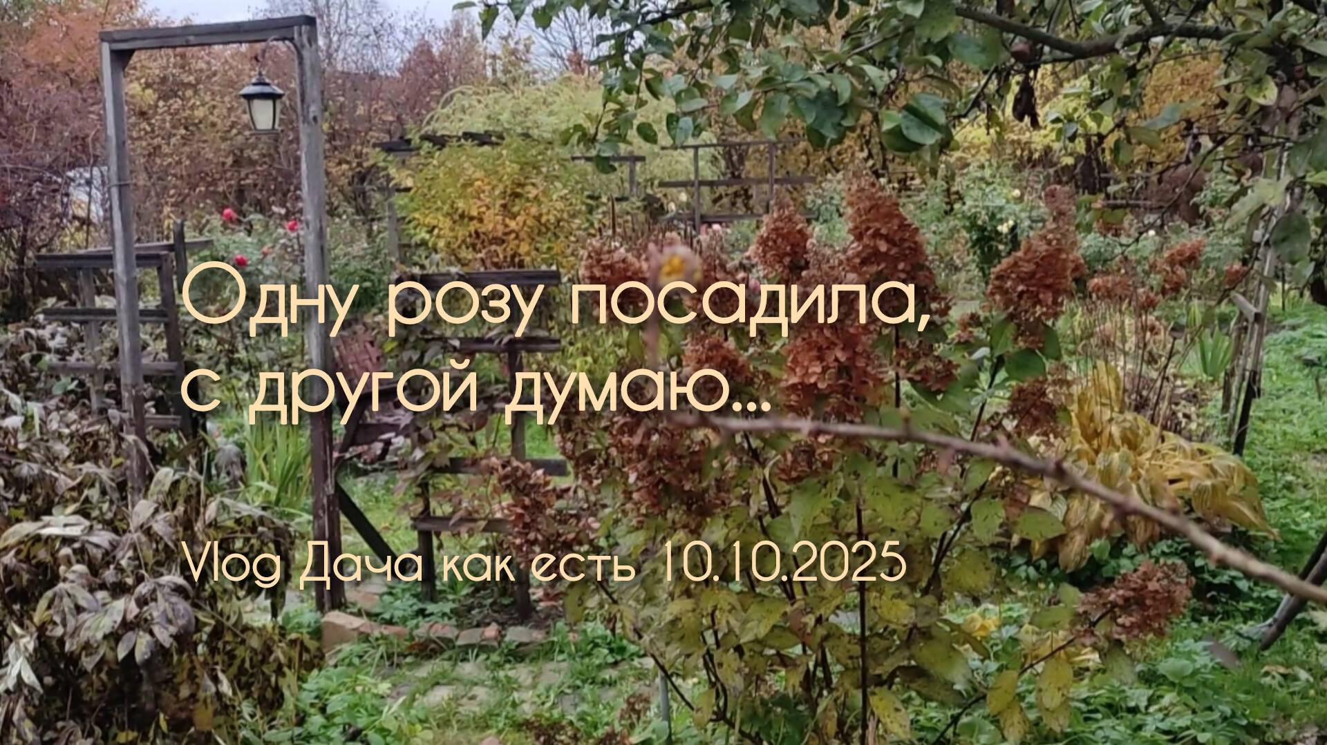 Розы - одну посадила, с другой думаю что делать. Дождит / Vlog Дача как есть 10.10.2025