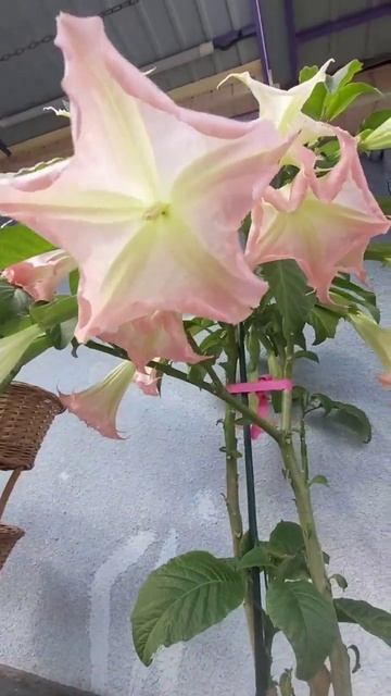 ДНР. Харцызск. 14.10.2025. Цветы у дома. Бругмансия