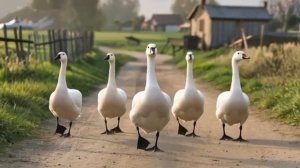 "Марш гусей", композитор Бин Канэд.