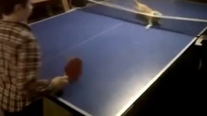 Кошачий теннис / видео приколы 2025 смотреть онлайн / приколы видео самые смешные / новые