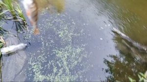 мормышинг на Black Adder 0.8-0.8