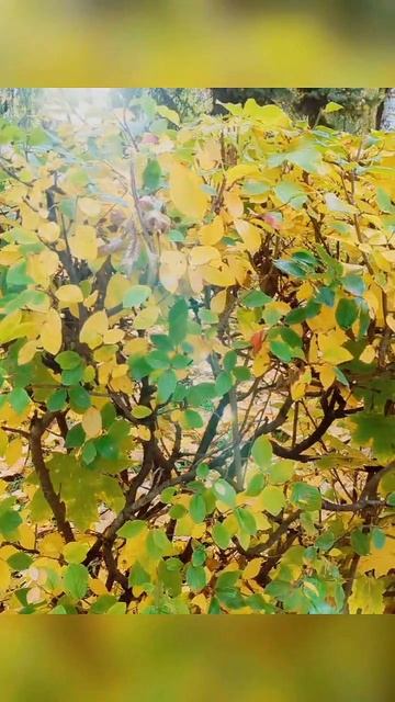 🍁 Золотая осень в Струковском саду смотреть онлайн